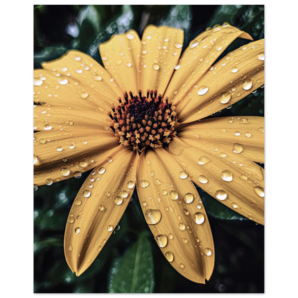 Golden Blooms In Dew