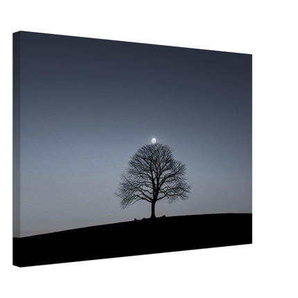 Moonshade Maple