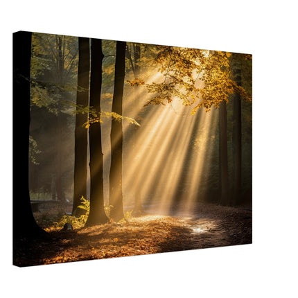 Autumn Forest