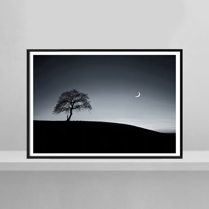 Starry Sentinel