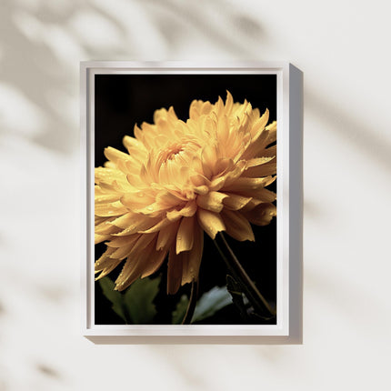 Yellow Blossoms