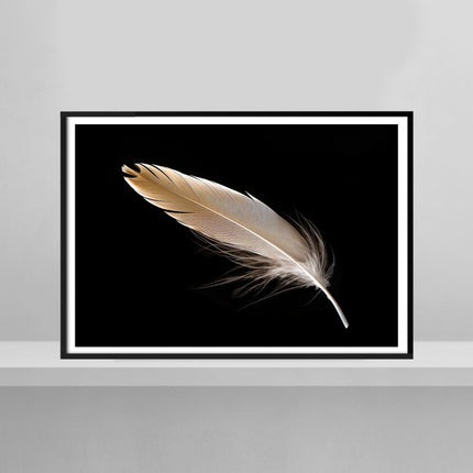 Feathery Softness