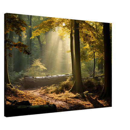 Sunlit Woods