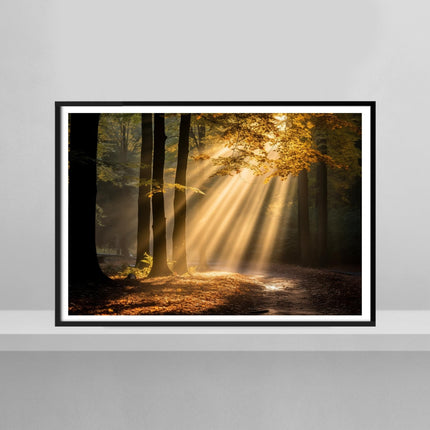 Autumn Forest