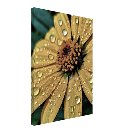 Glistening Yellow Petals