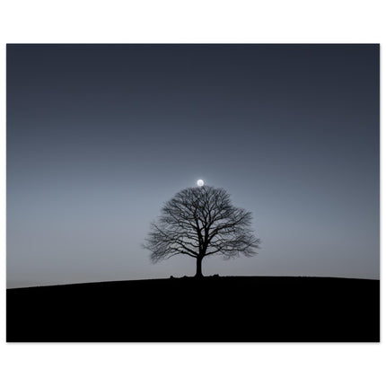 Moonshade Maple