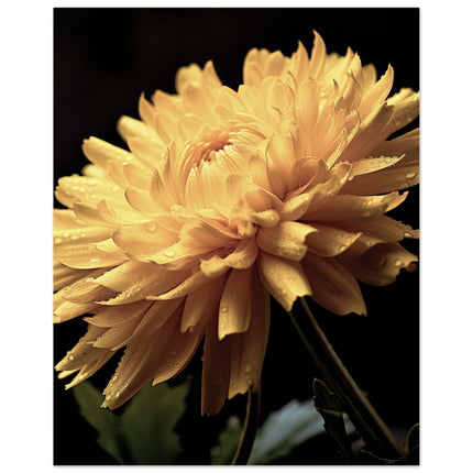 Yellow Blossoms