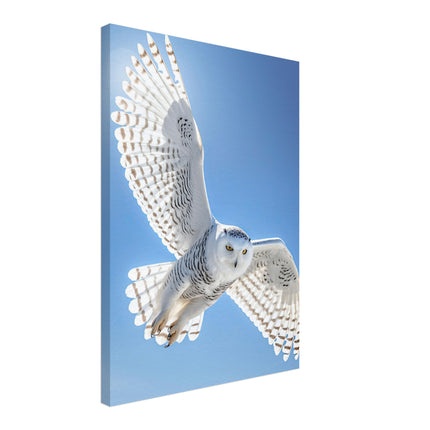 Flight Of The Snow Owl