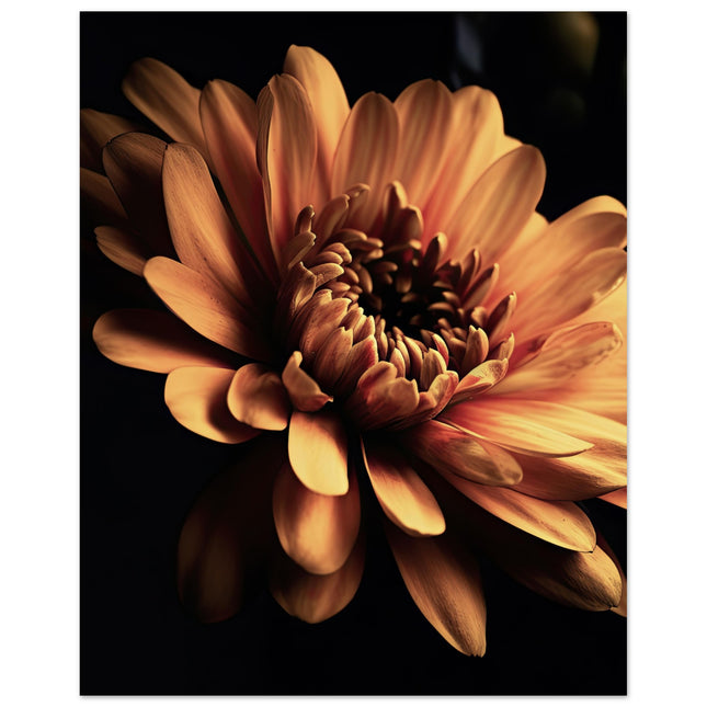 Nature's Glory In Petals